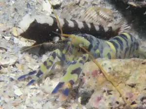 Blue and Yellow Banded Shrimp Alpheus cf djiboutensis