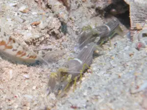 Brown Pyjama Shrimp Alpheus ochrostriatus