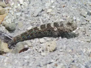 Cryptocentrus caeruleomaculatus, Bluespotted Shrimpgoby