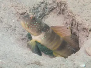 Cryptocentrus cebuanus, Cebu Shrimpgoby