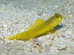 Cryptocentrus cinctus, Yellow Shrimpgoby