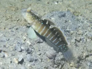 Cryptocentrus cyanospilotus, Bluespot Saddled Shrimpgoby