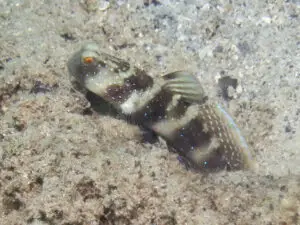 Cryptocentrus fasciatus, Y-bar Shrimpgoby