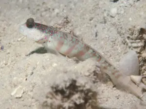 Cryptocentrus leptocephalus, Pinkspot Shrimpgoby