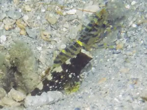 Cryptocentrus leucostictus, Saddled Shrimpgoby