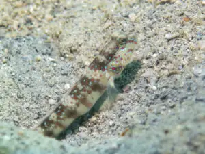 Cryptocentrus melanopus, Singapore Shrimpgoby