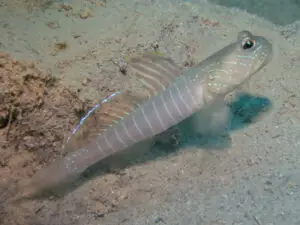 Cryptocentrus multicinctus, Multi-Barred Shrimpgoby