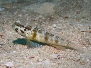 Cryptocentrus sericus, Ventral-barred Shrimpgoby