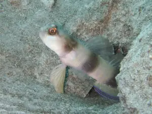 Giant Shrimpgoby Amblyeleotris fontanesii