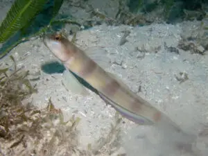 Giant Shrimpgoby Amblyeleotris fontanesii