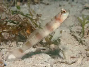 Giant Shrimpgoby Amblyeleotris fontanesii