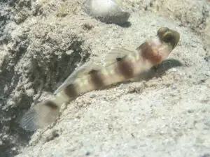 Giant Shrimpgoby Amblyeleotris fontanesii