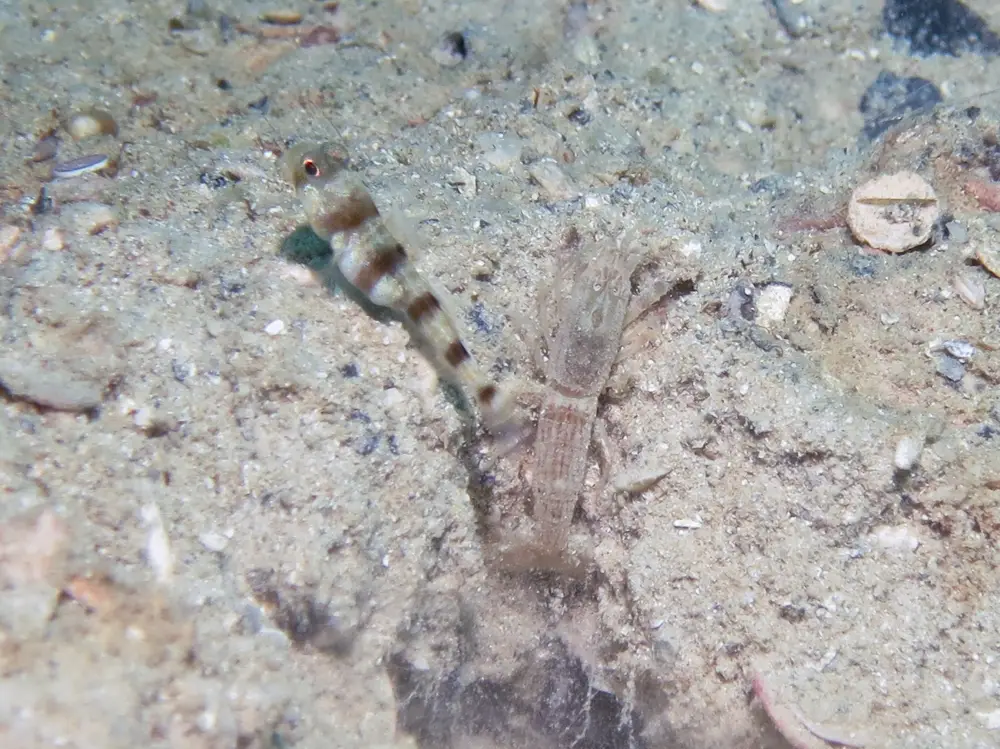 Giant Shrimpgoby Amblyeleotris fontanesii with Red-Speckled Shrimp Alpheus species 10