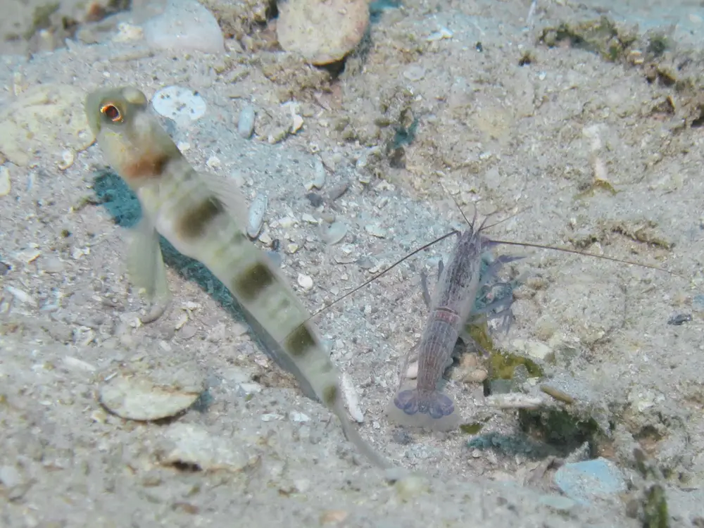 Giant Shrimpgoby Amblyeleotris fontanesii with Violet Shrimp Alpheus fenneri