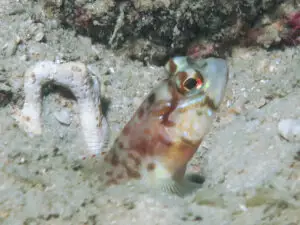 Longspine Shrimpgoby Amblyeleotris macronema