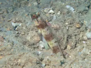 Longspine Shrimpgoby Amblyeleotris macronema