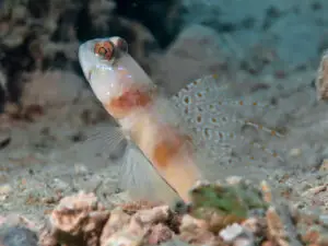 Longspine Shrimpgoby Amblyeleotris macronema