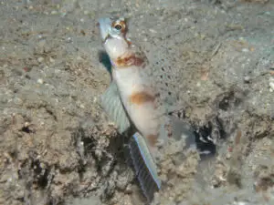 Longspine Shrimpgoby Amblyeleotris macronema