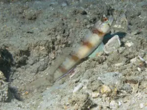 Longspine Shrimpgoby Amblyeleotris macronema