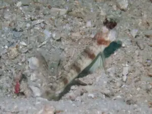 Amblyeleotris macronema, Longspine Shrimpgoby with Red Speckled Snapping Shrimp, Alpheus species 10