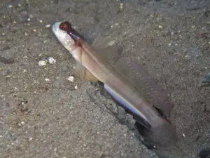 Mask Shrimpgoby Amblyeleotris gymnocephala