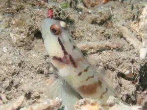 Mask Shrimpgoby Amblyeleotris gymnocephala