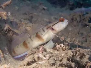 Mask Shrimpgoby Amblyeleotris gymnocephala