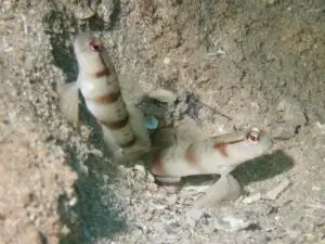 Mask Shrimpgoby Amblyeleotris gymnocephala