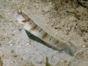 Mask Shrimpgoby Amblyeleotris gymnocephala with Grey Shrimp Alpheus species 5