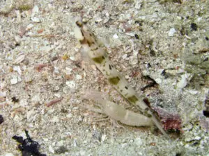 Mask Shrimpgoby Amblyeleotris gymnocephala