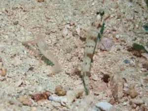 Mask Shrimpgoby Amblyeleotris gymnocephala with Pink Pyjama Shrimp Alpheus ochrostriatus