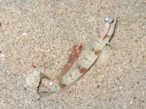 A strongly patterned individual living on mixed sand and shell rubble