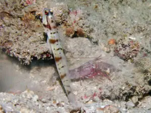 Amblyeleotris gymnocephala, Mask Shrimpgoby with Red Shrimp Alpheus species 9