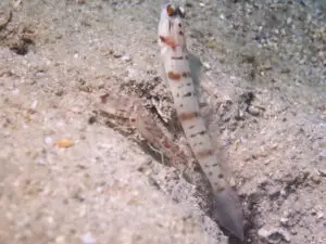 Mask Shrimpgoby Amblyeleotris gymnocephala with Red-Speckled Shrimp Alpheus species 10