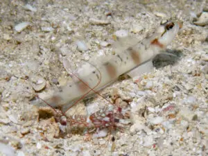 Mask Shrimpgoby Amblyeleotris gymnocephala with Tiger Shrimp Alpheus bellulus