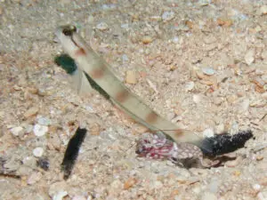 Mask Shrimpgoby Amblyeleotris gymnocephala