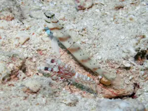 Amblyeleotris diagonalis, Diagonal Shrimpgoby with Tiger Shrimp Alpheus bellulus