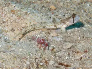 Tomiyamichthys oni Monster Shrimpgoby with Tiger Shrimp Alpheus bellulus