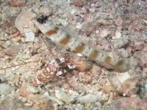 Amblyeleotris rubrimarginatus Redmargin Shrimpgoby with Tiger Shrimp Alpheus bellulus