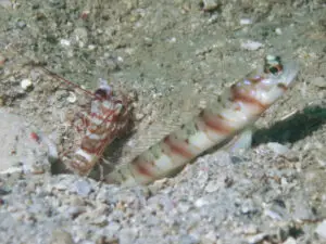 Amblyeleotris stenotaeniata Thinbar Shrimpgoby with Tiger Shrimp Alpheus bellulus