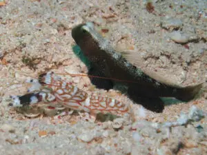 Cryptocentrus fasciatus Y-bar Shrimpgoby with Tiger Shrimp Alpheus bellulus