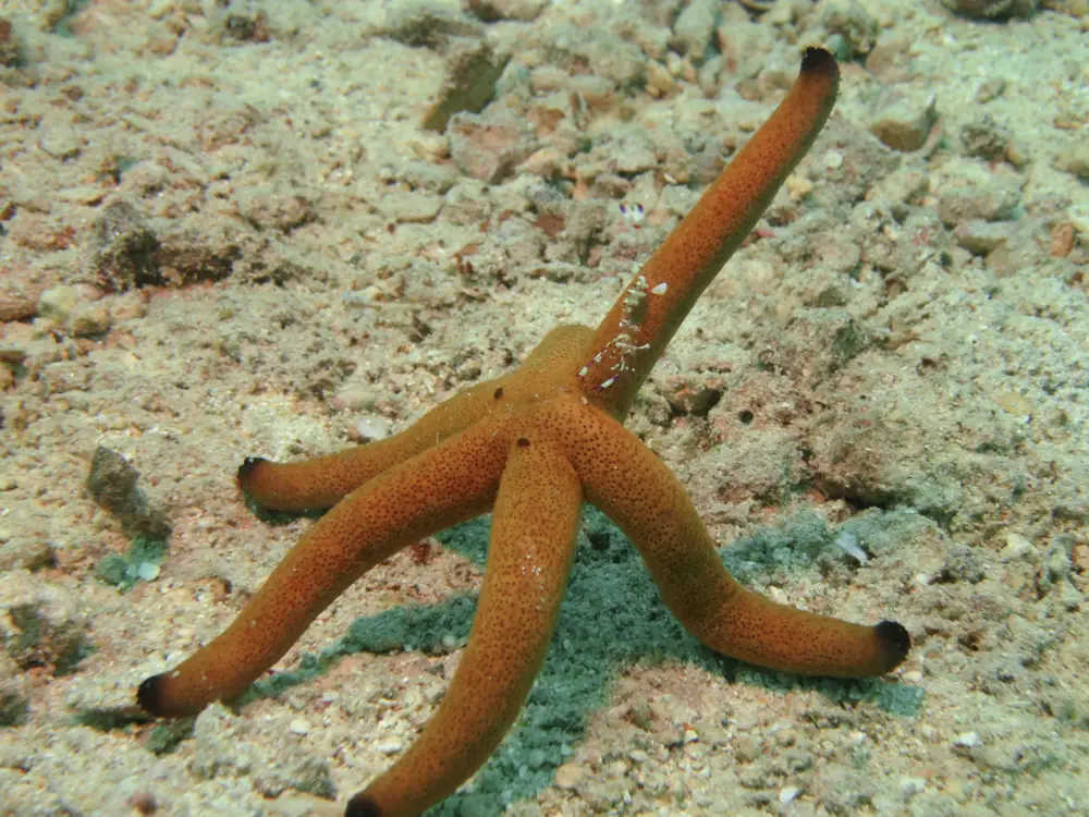 Cleaner shrimp Anclyomenes holthuisi, cleaning Seastar Linckia species