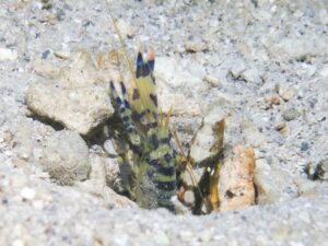 Blue and Yellow Banded Shrimp Alpheus cf djiboutensis with Cryptocentrus leucostictus Saddled Shrimpgoby