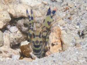 Blue and Yellow Banded Shrimp Alpheus cf djiboutensis with Cryptocentrus leucostictus Saddled Shrimpgoby