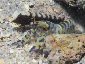 Blue and Yellow Banded Shrimp Alpheus cf djiboutensis with Cryptocentrus leucostictus Saddled Shrimpgoby