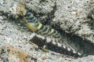 Blue and Yellow Banded Shrimp Alpheus cf djiboutensis with Cryptocentrus leucostictus Saddled Shrimpgoby