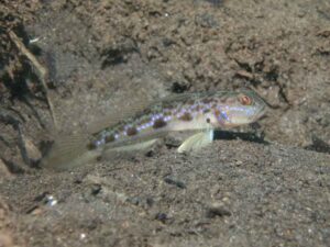 Acentrogobius cenderawasih Cenderawasih Goby