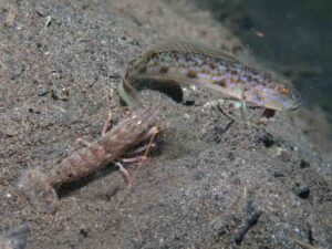 Acentrogobius cenderawasih Cenderawasih Goby with Pigpen Shrimp Alpheus rapacida