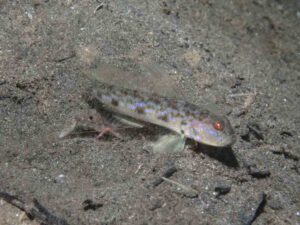 Acentrogobius cenderawasih Cenderawasih Goby