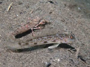 Acentrogobius cenderawasih Cenderawasih Goby with Pigpen Shrimp Alpheus rapacida